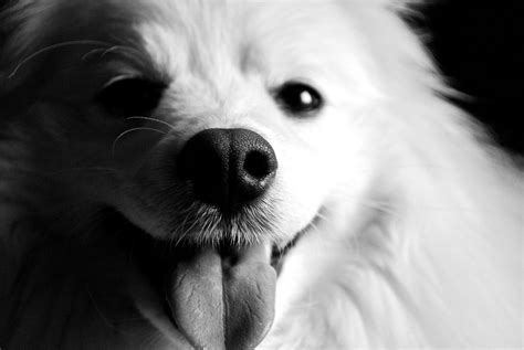 White Dog Wallpapers Wallpaper Cave