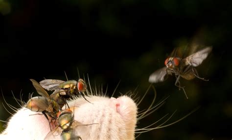ten reasons why blow flies are stink n awesome brodie bug lab