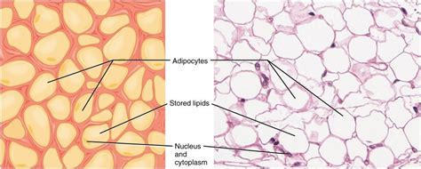 Adipose Tissue Loose Connective Tissue Adipose Tissue Anatomy And