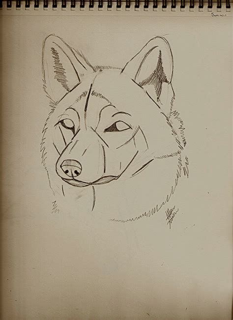 Guides To Drawing Wolves 4 Steps Instructables