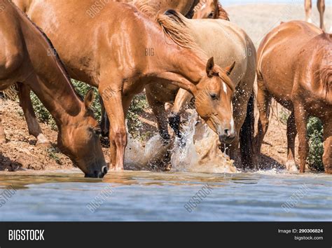Horses Watering Place Image And Photo Free Trial Bigstock