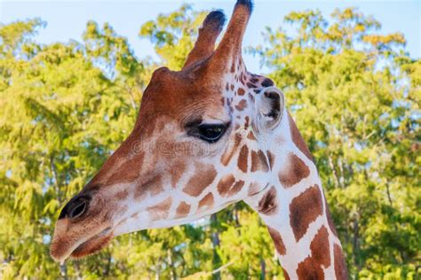 A Portrait Of Giraffe With A Long Neck Stock Image Image Of Wildlife