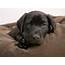 Dog Wallpaper Labrador Puppy  HD Desktop Wallpapers 4k