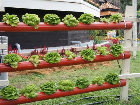 Vertikale Gärten Der Vertikale Obst Und Gemüsegarten