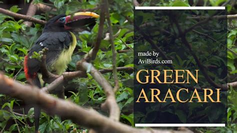 Green Aracari Pteroglossus Viridis Youtube