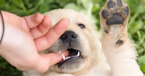 Why Do Golden Retrievers Bite Their Paws For A Cause