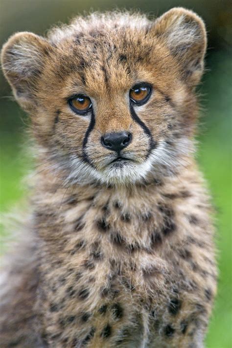 Portrait Of An Adorable Cheetah Cub I Think This Is My Fav Flickr