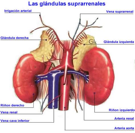 Glandulas Suprarrenales Glandulas Suprarrenales