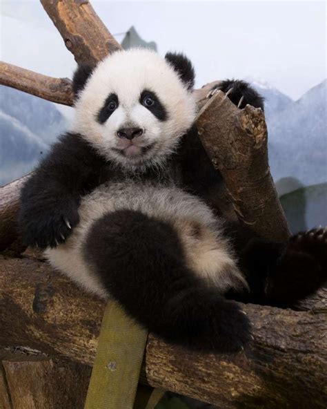 Panda Updates Wednesday March 8 Zoo Atlanta