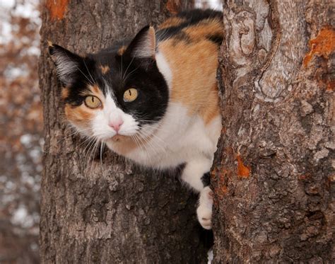 The Genetics Of Calico Cats Qps Clinical Research