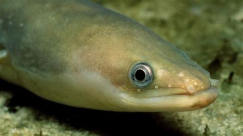 Endangered Eels Enjoy Improved River Annan Access Bbc News