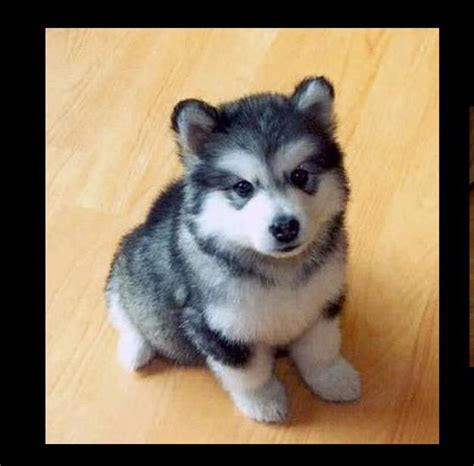 These 16 Adorable Puppy Hybrids Will Absolutely Make Your Day