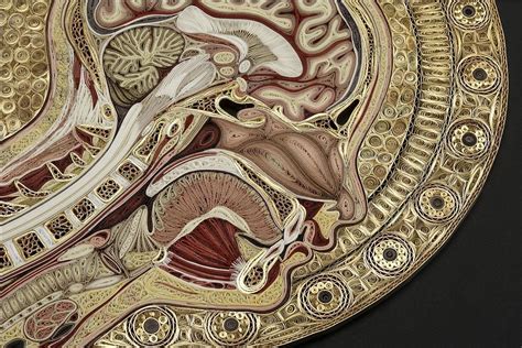 Artist Lisa Nilsson Creates Anatomical Cross Sections From Rolled Up