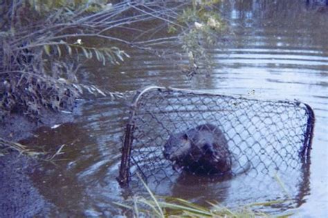 How To Trap A Beaver 9 Easy To Follow Beaver Traps