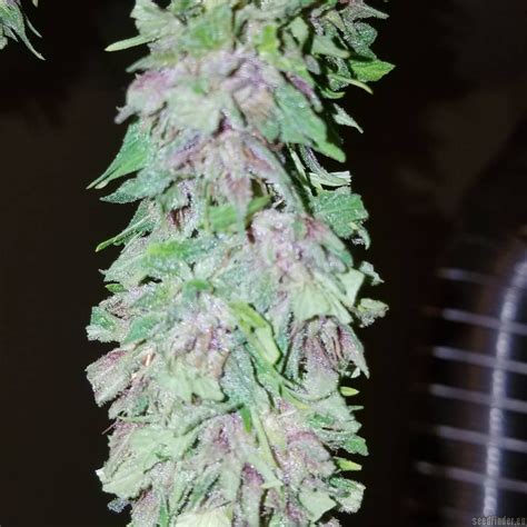Las Vegas Purple Kush Clone Only Strains Galería De Cannabis