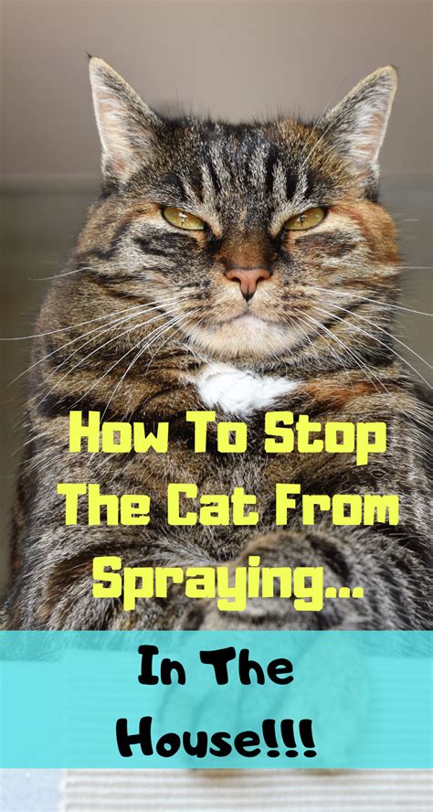 How To Stop A Cat From Spraying Everywhere Best Of 2020 Cat Pee On