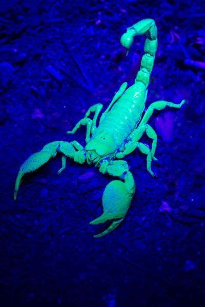 Emperor Scorpion Glows In The Dark Under Ultraviolet Light Scorpion