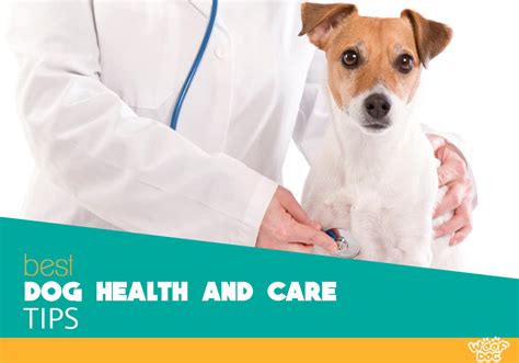 Dog Health And Care Tips And Advice By Our Vets Woof Dog