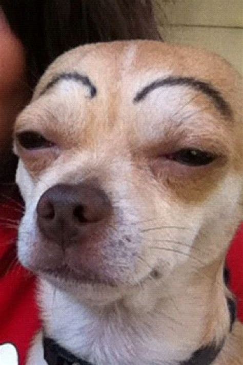 The chihuahua receives its namesake from the state of chihuahua, mexico. So my brother drew eyebrows on my dog... : funny