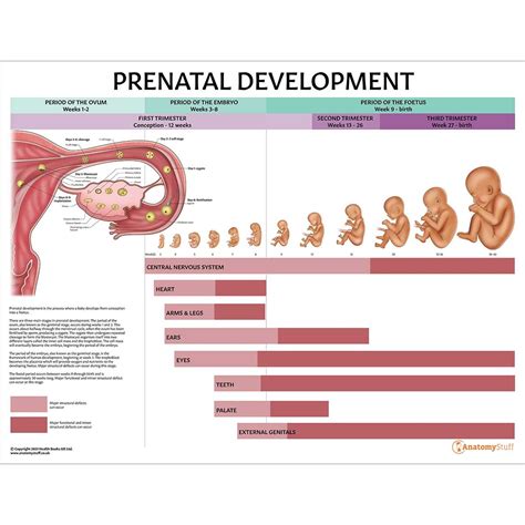 Antenatal Educators Collection Obstetric Chart Models