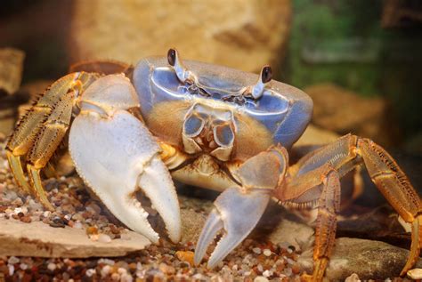 Crabs Invertebrates Animal Encyclopedia
