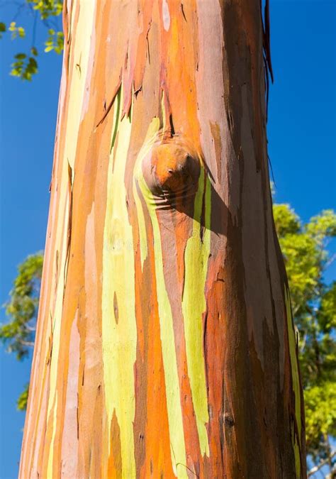 Detail Of Colorful Bark Of Rainbow Eucalyptus Tree Stock Image Image