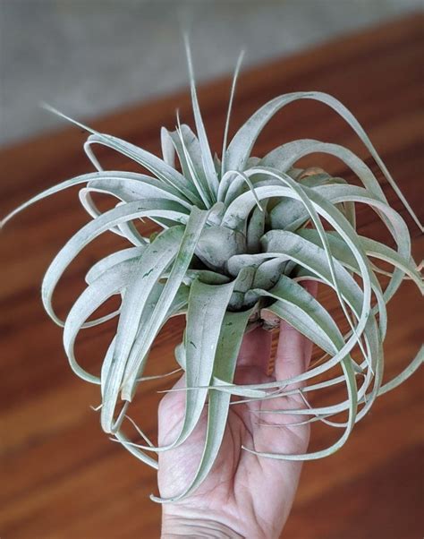 How To Care For Air Plants The Definitive Guide For Indoor Air Plant Care