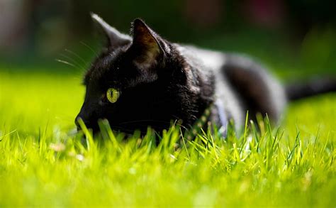 Katze Mit Grünen Augen Schwarze Katze Tiere Haustiere Schöne Porträt Bildschirmhintergrund