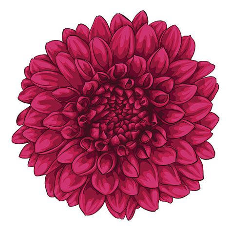 Royalty Free Dahlia Clip Art Vector Images And Illustrations Istock