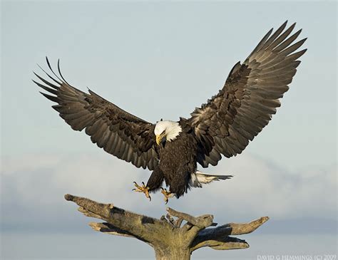 Bald Eagle Landing A Photo On Flickriver