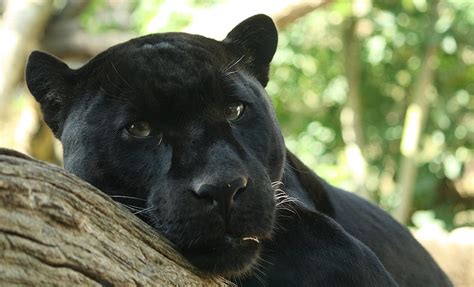 Panther Panthera Pardus Panthera Onca Animals A Z