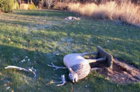 Unlucky Buck Deer Loses Head Butt With Lawn Ornament