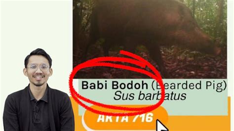 Babi Hutan Youtube