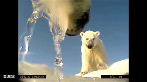 Polar Bear Pov Cam Usgs Alaska Youtube