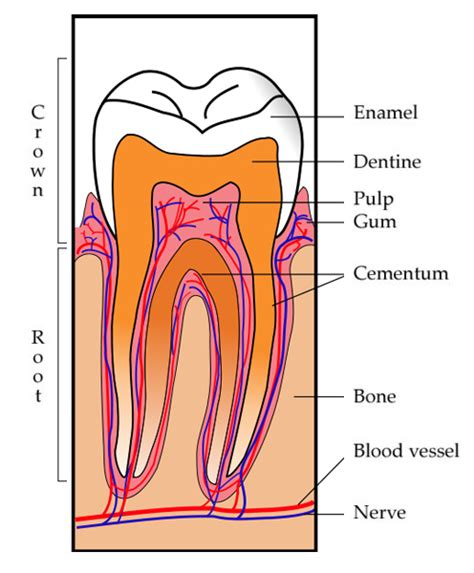 Gelam Dental Clinic Useful Information Tooth Anatomy