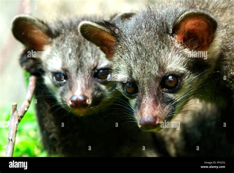 Asian Palm Civets Hi Res Stock Photography And Images Alamy