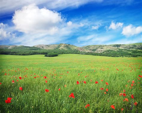 29854 Meadow Flowers Mountain Background Photos Free And Royalty Free