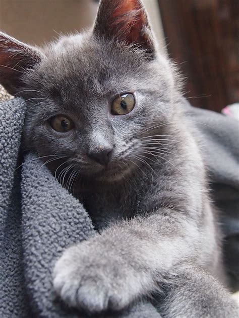 Simple Guidance For You In Chartreux Kittens For Adoption Chartreux