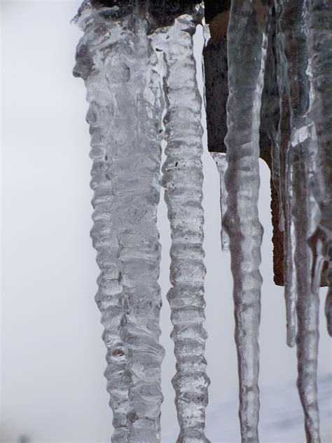 Free Images Tree Branch Snow Cold Winter Formation Ice Birch
