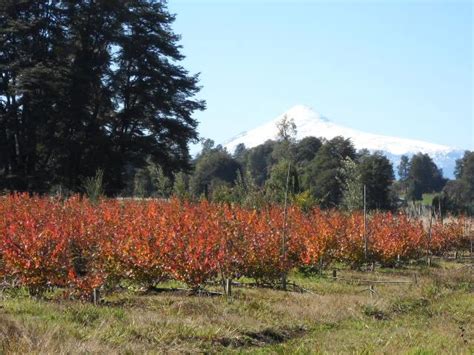 The panguipulli lake is one of the seven lakes in panguipulli municipality, southern chile. For sale Farmland, Panguipulli Lake Region, Los Ríos, Chile, casilla 500 | chile.realigro.com