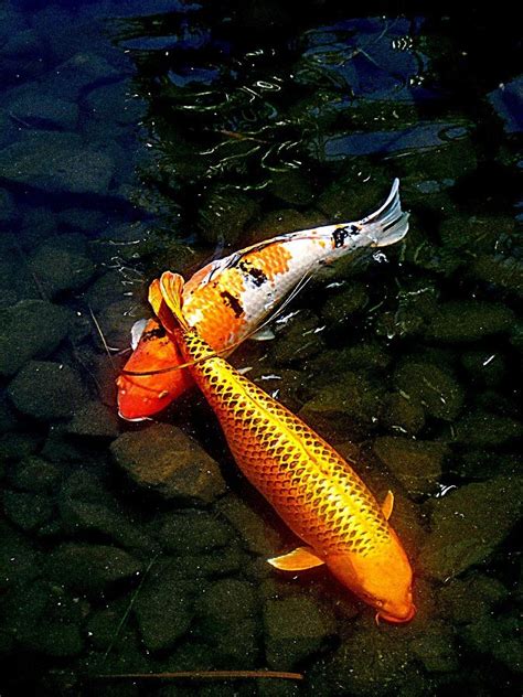 Ponds not only provide large habitats for your fish, . 1000+ images about Koi fish art on Pinterest | Acrylics ...