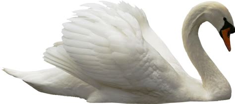 Swan Png Transparent Image Download Size 698x310px