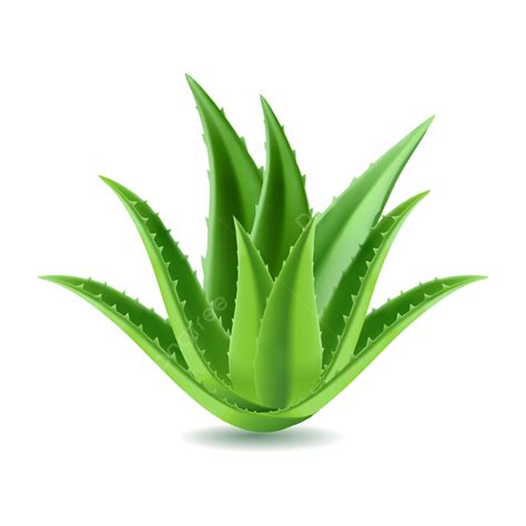 Aloe Vera Plant Vector Design Images 3d Realistic Aloe Vera Plant Illustration Aloe Vera Aloe