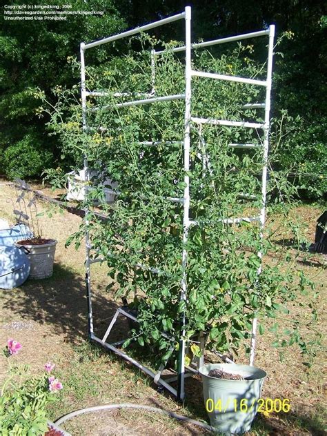 Tomatoes And Peppers New Earthbox With Their Staking System Question