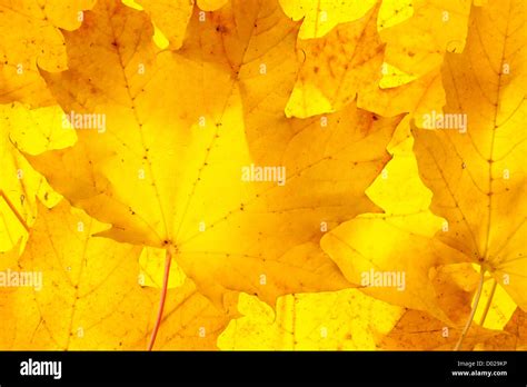 Back Of Maple Leaf Hi Res Stock Photography And Images Alamy