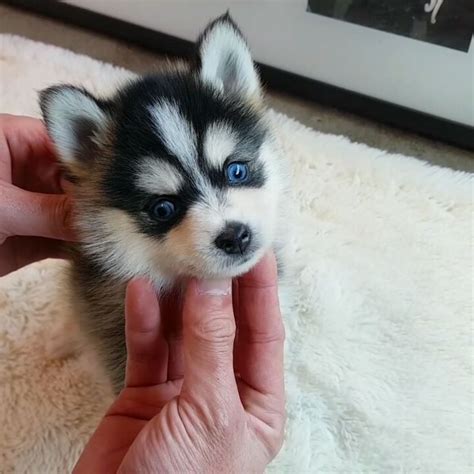 ️buffy Pomsky Female Is Hererollyteacuppuppies 💕💕 Blue Eyes Husky