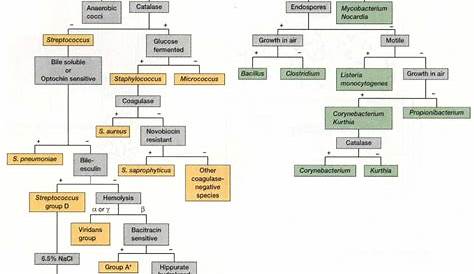 Identification of Gram positive bacteria | Microbiology study