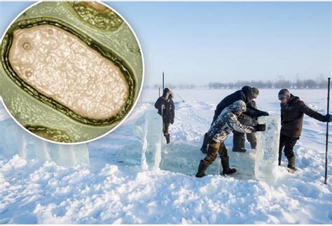 Scientists Revive ‘zombie Virus Stuck Under Siberian Permafrost For