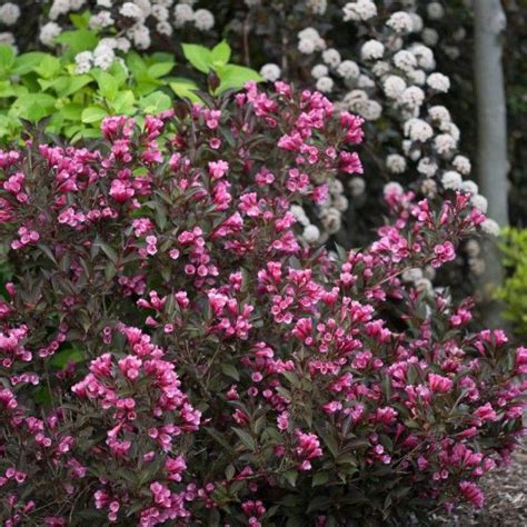 The plant showcases leaves which are green on. Weigela florida 'Alexandra' 'Wine & Roses' | Flowering ...