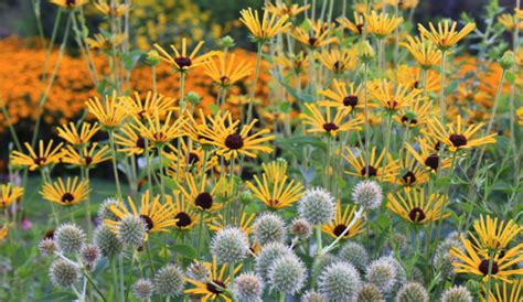 A tall, robust grower, it lives happily at the back of the border looking over the other perennals. Paul's Plant Picks: Rudbeckia subtomentosa 'Henry Eilers ...